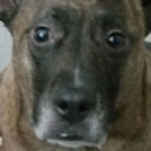 Meet your Posher, Damianx1237